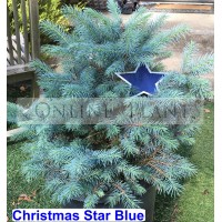 Christmas Star Blue